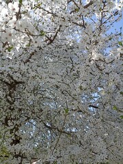 Tree in white flowers. Blossoming fruit trees.