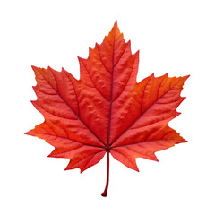 Red Maple Leaf On White Background For Fall Designs