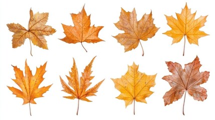 Autumnal maple leaves, various shapes and colors, displayed against a white background.