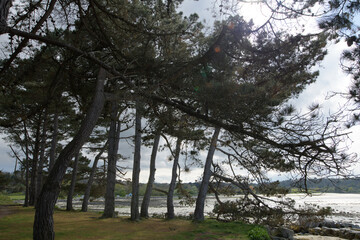 Paysage de mer dans les pins - Bretagne