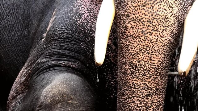 Closeup of trunk of an elephant being cleaned