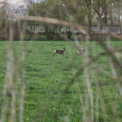 Rehe auf der Flucht