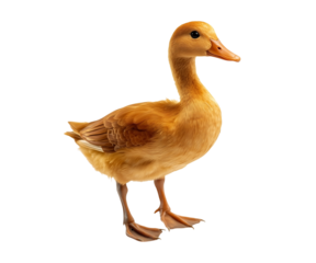 duck isolated on transparent background
