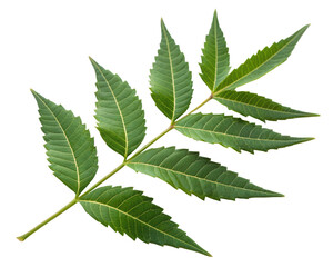 neem leaf isolated PNG
