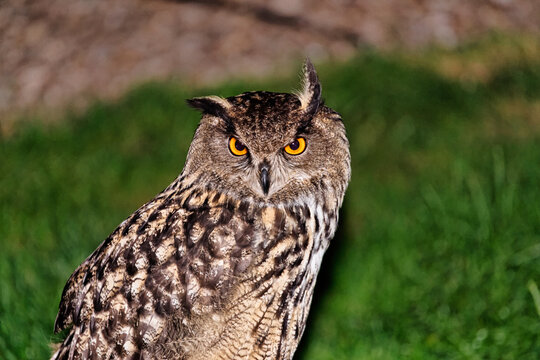 Orangefarbener Blick des europ&auml;ischen Uhus (Bobo Bubo) aus der Familie der Eulenv&ouml;gel (Strigiformes)