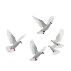 Doves Flying_ Peace_ Wedding_ Cutout_ Black Background_