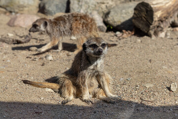 Meerkat basking in the sun. Selective focus, blurred background