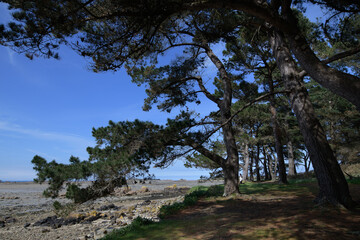 Paysage de mer dans les pins - Bretagne