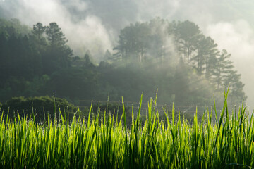 misty morning in the field