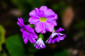 Obraz premium Beautiful Cineraria flower blooming in the garden