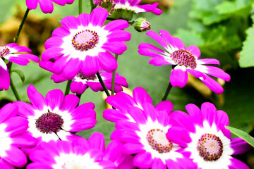 Fototapeta premium Beautiful Cineraria florist's flowers or common ragwort in the garden