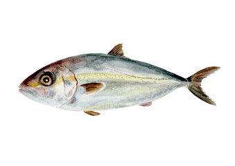 カンパチ手描き水彩画