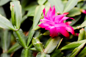 Schlumbergera truncata, the false Christmas cactus flower flowering in the garden 