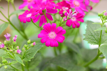 Obraz premium Pericallis × hybrida, known as cineraria, florist's cineraria or common ragwort flower
