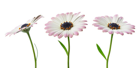 white and pink daisies on a white isolated background