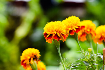 Orange marigolds or tagetes erecta flower blooming in the garden 