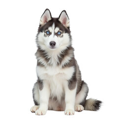 Obraz premium Husky Puppy Portrait, Blue Eyes, Pet Adoption Concept