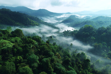 Obraz premium Lush green rainforest covered in mist, aerial view of tropical mountains with dense trees, serene and tranquil atmosphere
