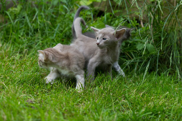 Orientalisch Langhaar Kittens im Garten