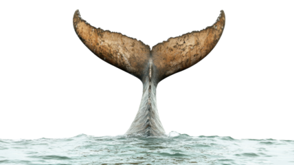 Majestic whale tail diving into the ocean with transparent background