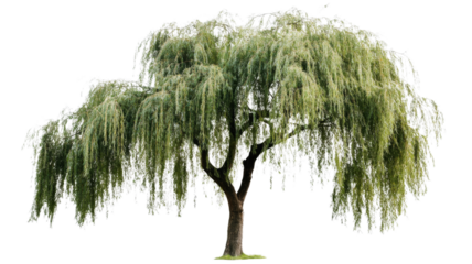 Weeping willow tree isolated on transparent background