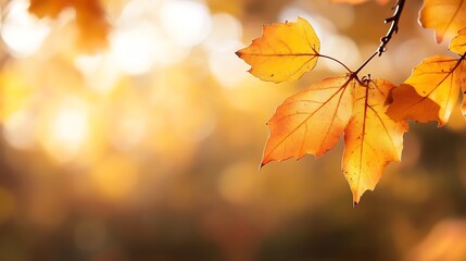 Obraz premium Golden Autumn Leaves Captured in Soft Natural Light with Warm Backdrop : Generative AI