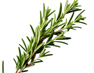 Fototapeta premium Rosemary isolated on white background, Top view, generative ai
