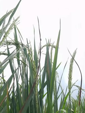 Rice plants in the fields blown by the wind