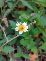 daisy flower in the garden