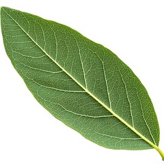 Fototapeta premium Close up of a single, vibrant green leaf with visible veins and a detailed texture against a plain white background. The leaf is ovate with a pointed tip and smooth edges, showcasing the intricate