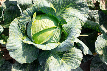 A head of green cabbage in a garden bed, close-up.