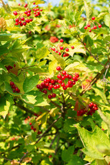 Ripe red viburnum berries on a bush with green leaves. Vertical orientation.