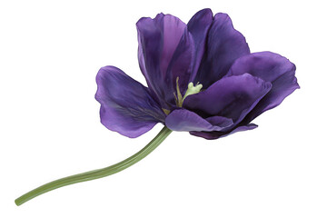 Single purple flower with delicate petals and a slender green stem against a white background.