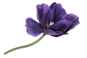 Single purple flower with delicate petals and a slender green stem against a white background.