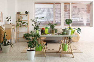Interior of stylish living room with grey sofa, gardening supplies and houseplants