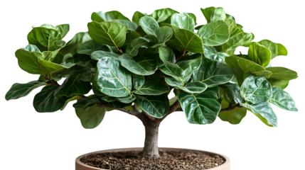 Fiddle leaf fig tree in full view, isolated on white background