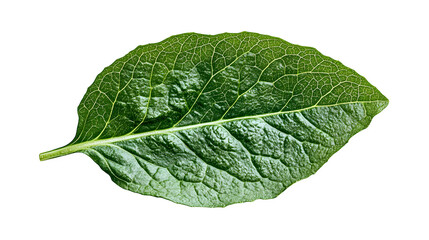 Fresh lettuce leaf isolated on white background