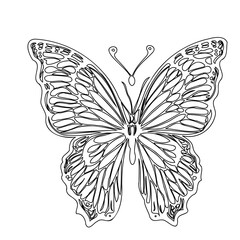 Butterfly outline illustration on white background
