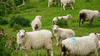 Obraz premium Closeup of spring sheep grazing in a field in New Zealand