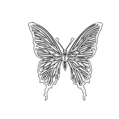 Detailed Butterfly Outline Illustration Artwork