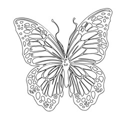 Detailed Butterfly Outline Sketch Illustration