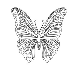 Detailed butterfly outline illustration art design