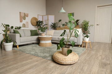 Interior of stylish living room with grey sofas, wicker pouf and houseplants