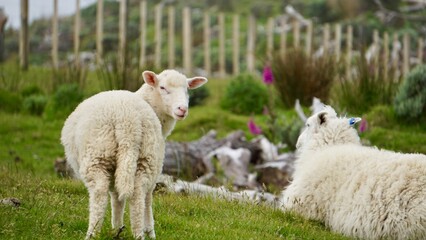 Obraz premium Closeup of spring sheep in a field in New Zealand