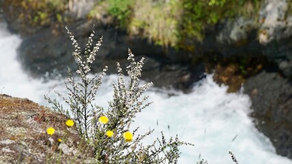 Small yellow wild flowers along the riverbank