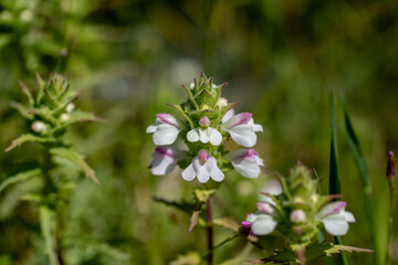 Mediterranean lineseed, Bellardia trixago, Trixago bartsia, erect herb with sawtoothed leaves dotted with glands and hairs, terminal spike of white lipped flowers.
