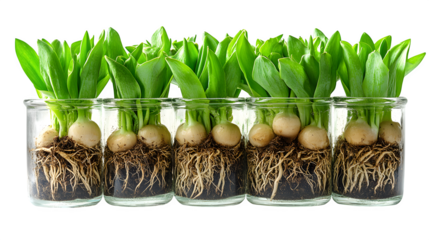 Glass container filled with tulip bulbs and sprouting leaves, roots visible, isolated on white