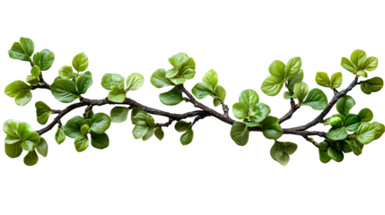 crown of leaves, natural green twigs and branches, isolated on white background