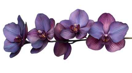 deep purple orchid with open petals, isolated on white background