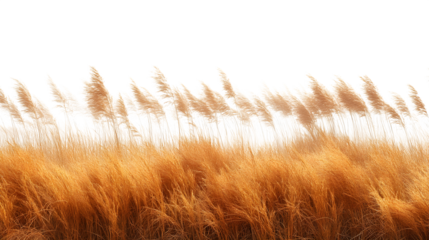 Golden field of grass with slight breeze movement, HD natural texture, isolated on white background